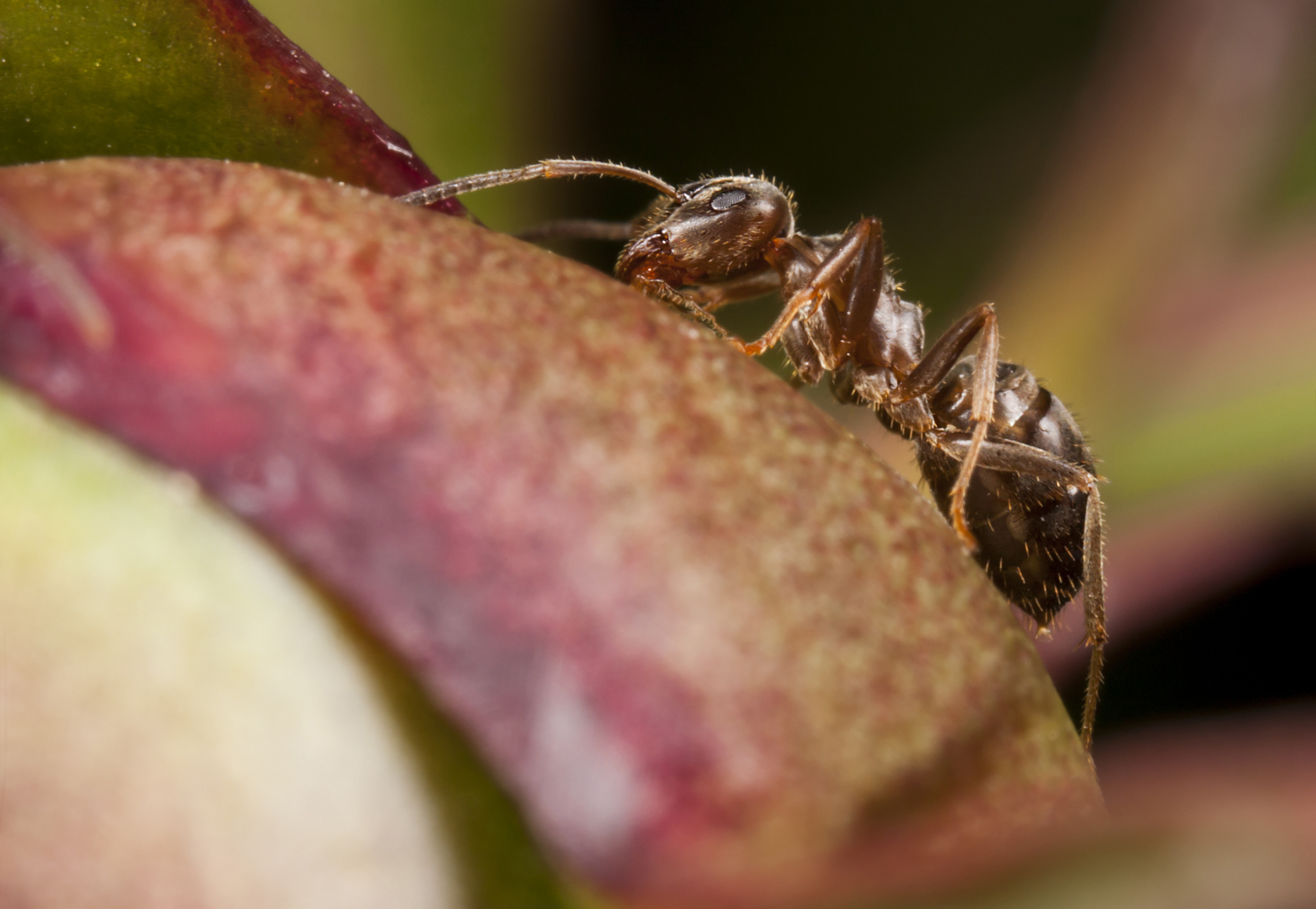 Formica faraone